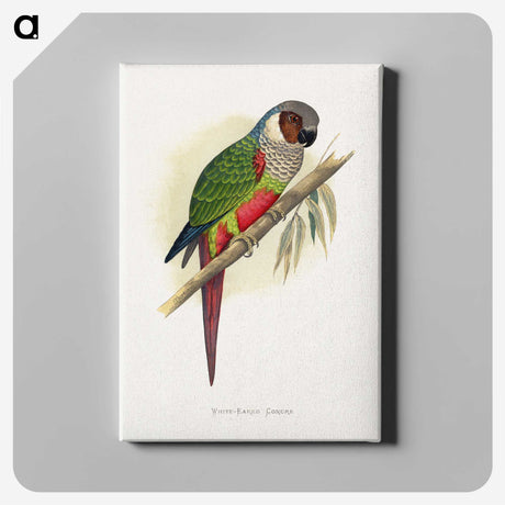1-32_Parrots-in-Captivity_canvas