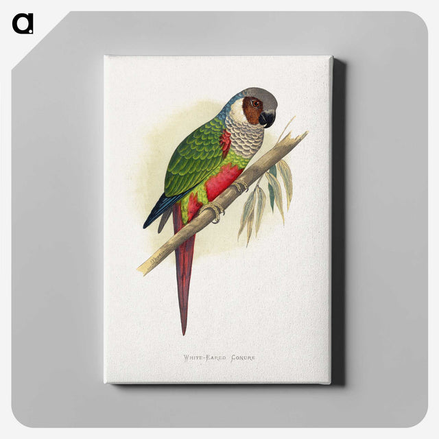 1-32_Parrots-in-Captivity_canvas