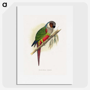 1-32_Parrots-in-Captivity_picture