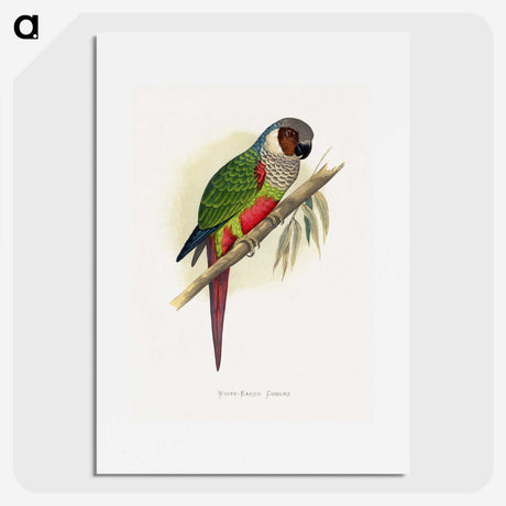 1-32_Parrots-in-Captivity_picture
