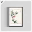 アートポスター-Japanese Long-tailed Rosefinch
 - 鳥類図鑑 Poster.