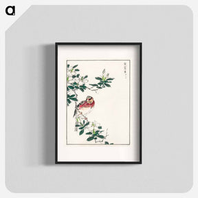 アートポスター-Japanese Long-tailed Rosefinch
 - 鳥類図鑑 Poster.