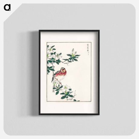 アートポスター-Japanese Long-tailed Rosefinch
 - 鳥類図鑑 Poster.
