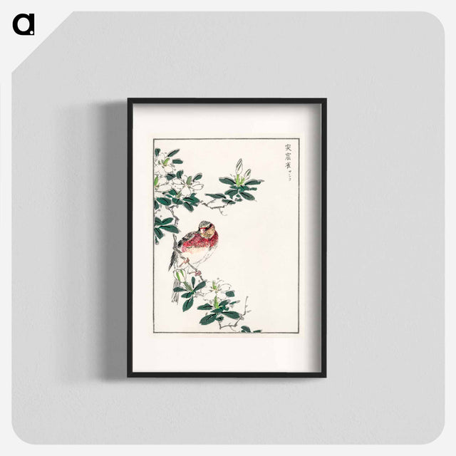 アートポスター-Japanese Long-tailed Rosefinch
 - 鳥類図鑑 Poster.