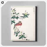 アートパネル-Japanese Long-tailed Rosefinch
 - 鳥類図鑑 Canvas.