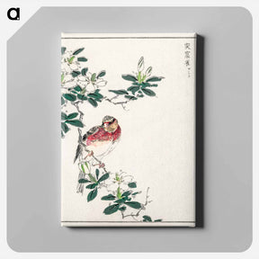 アートパネル-Japanese Long-tailed Rosefinch
 - 鳥類図鑑 Canvas.