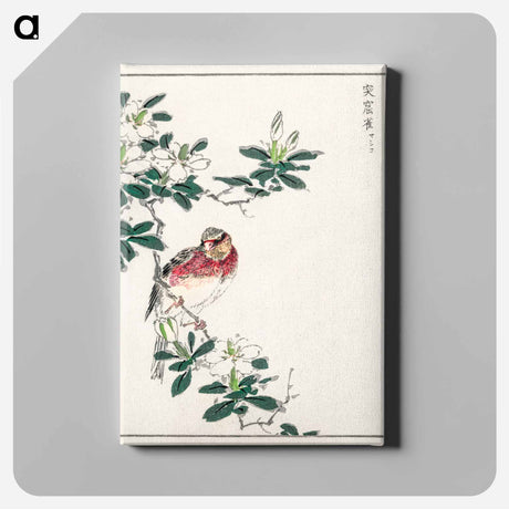 アートパネル-Japanese Long-tailed Rosefinch
 - 鳥類図鑑 Canvas.