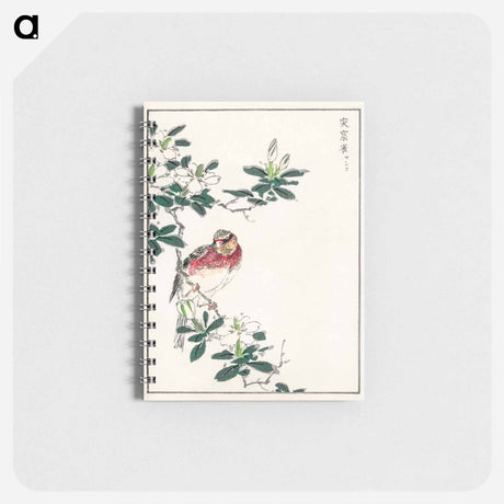 アートメモ帳-Japanese Long-tailed Rosefinch
 - 鳥類図鑑 Memo.