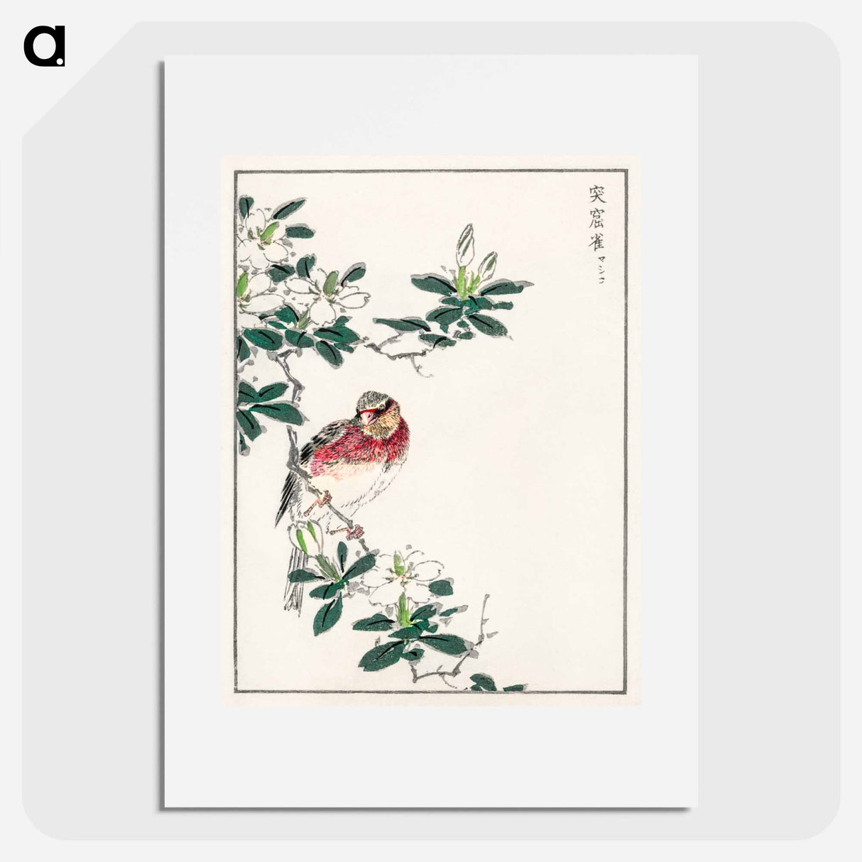 アートポスター-Japanese Long-tailed Rosefinch
 - 鳥類図鑑 Poster.