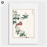アートポスター-Japanese Long-tailed Rosefinch
 - 鳥類図鑑 Poster.