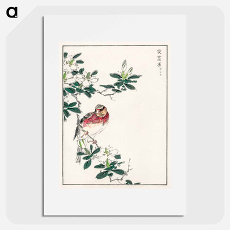 アートポスター-Japanese Long-tailed Rosefinch
 - 鳥類図鑑 Poster.