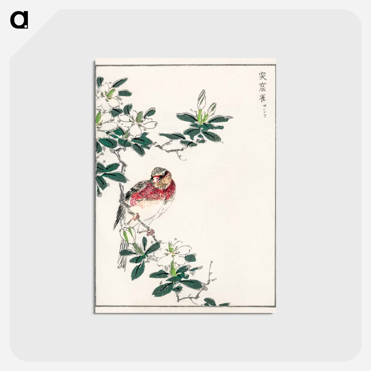 アートポストカード-Japanese Long-tailed Rosefinch
 - 鳥類図鑑 Postcard.