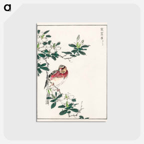 アートポストカード-Japanese Long-tailed Rosefinch
 - 鳥類図鑑 Postcard.