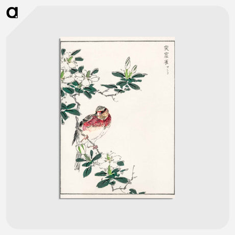 アートポストカード-Japanese Long-tailed Rosefinch
 - 鳥類図鑑 Postcard.