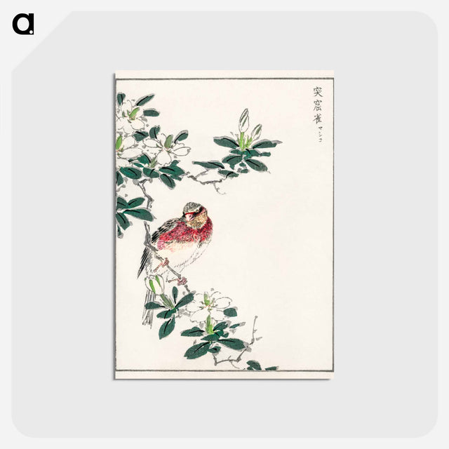 アートポストカード-Japanese Long-tailed Rosefinch
 - 鳥類図鑑 Postcard.