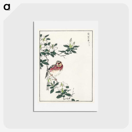 1-32_Pictorial-Monograph-of-Birds_hagaki