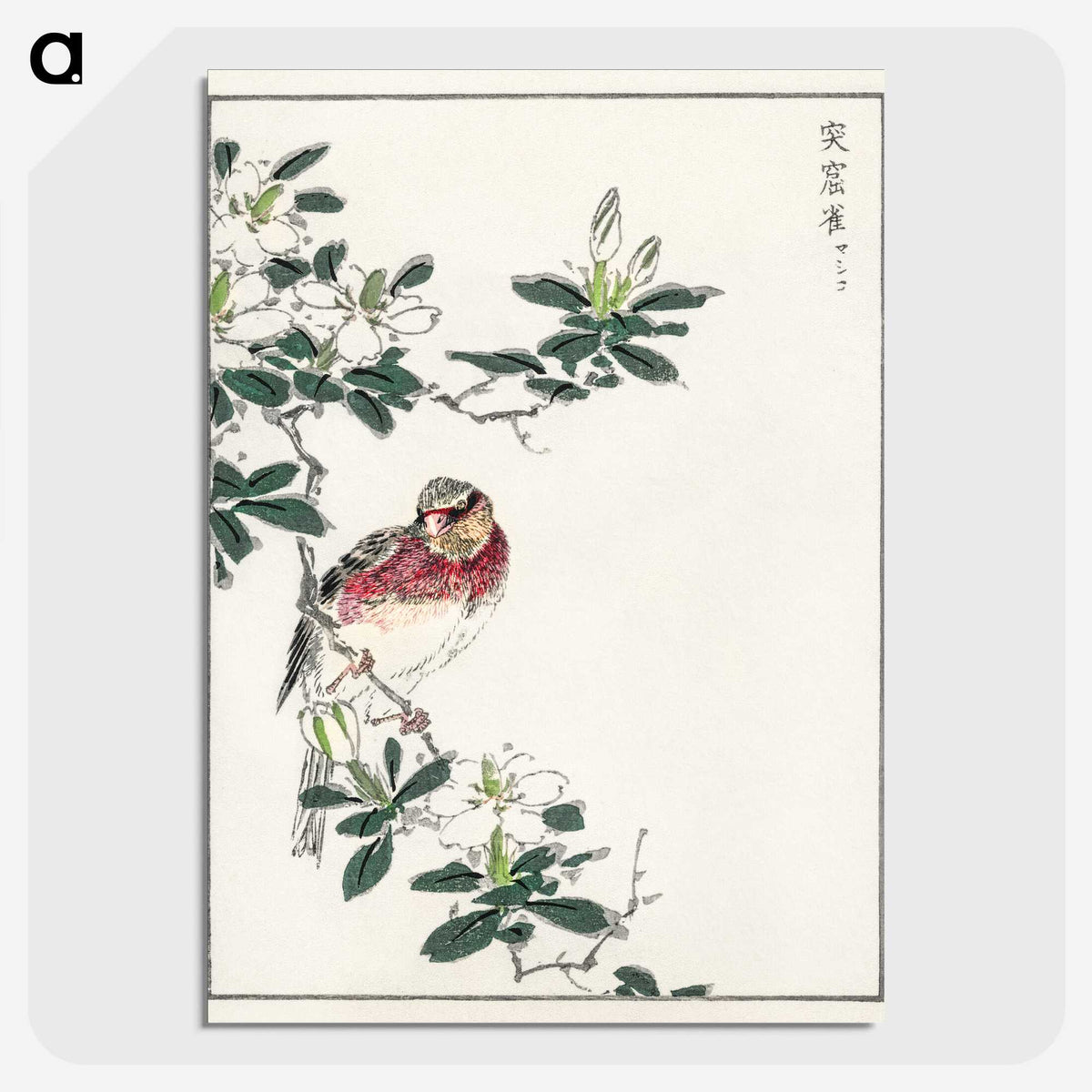 1-32_Pictorial-Monograph-of-Birds_picture-crop