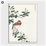 1-32_Pictorial-Monograph-of-Birds_picture-crop