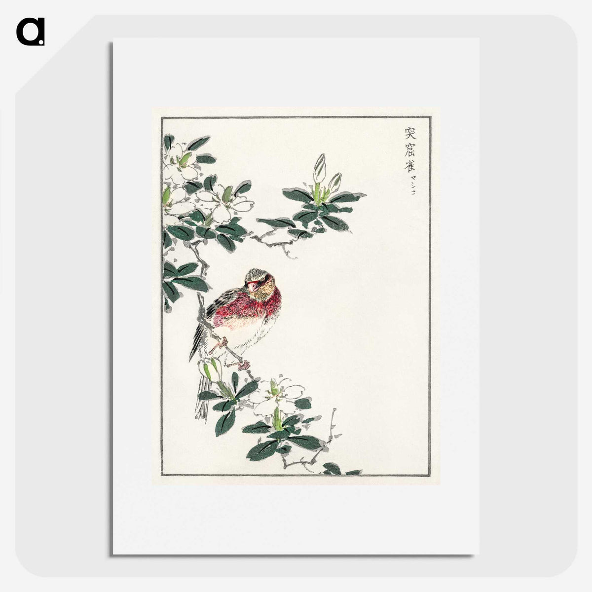 1-32_Pictorial-Monograph-of-Birds_picture