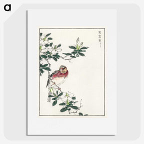 1-32_Pictorial-Monograph-of-Birds_picture