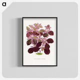 1-32_Plants-with-Colored-Foliage_blk-crop