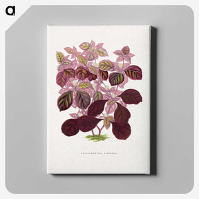 1-32_Plants-with-Colored-Foliage_canvas