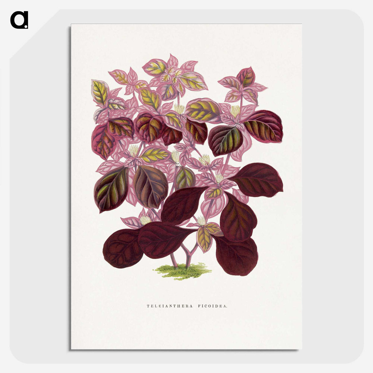 1-32_Plants-with-Colored-Foliage_picture-crop