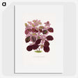 1-32_Plants-with-Colored-Foliage_picture