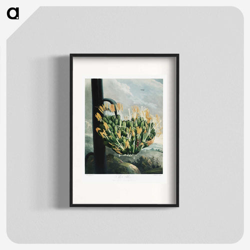 The Aloe from The Temple of Flora
 - ロバート ジョン ソーントン Poster.