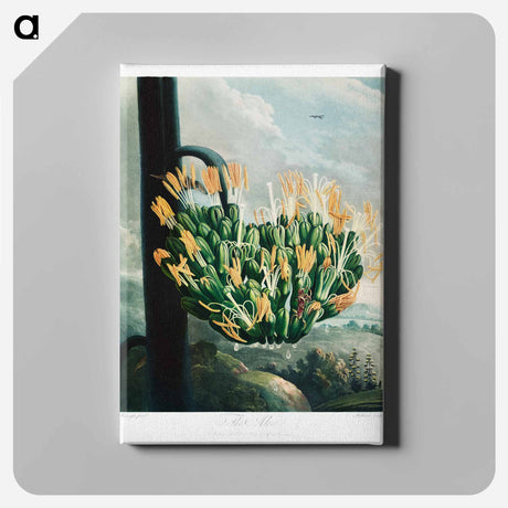 アートパネル-The Aloe from The Temple of Flora
 - ロバート ジョン ソーントン Canvas.
