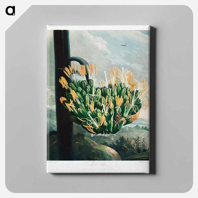 アートパネル-The Aloe from The Temple of Flora
 - ロバート ジョン ソーントン Canvas.