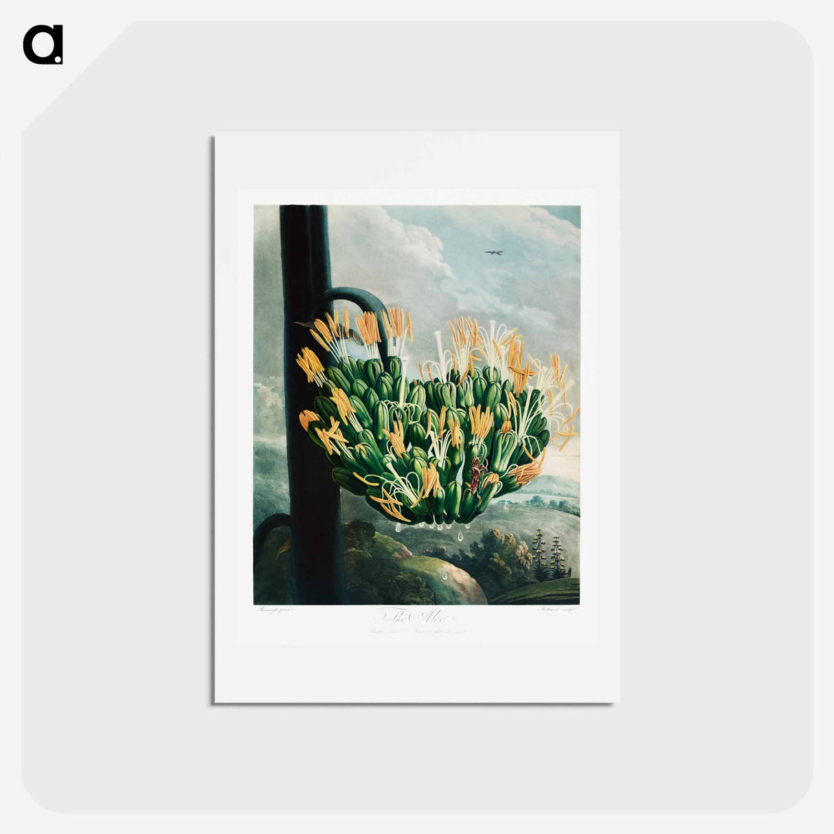 アートポストカード-The Aloe from The Temple of Flora
 - ロバート ジョン ソーントン Postcard.