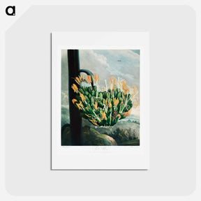アートポストカード-The Aloe from The Temple of Flora
 - ロバート ジョン ソーントン Postcard.