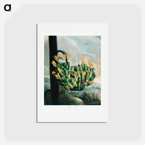 The Aloe from The Temple of Flora
 - Robert John Thornton Postcard.