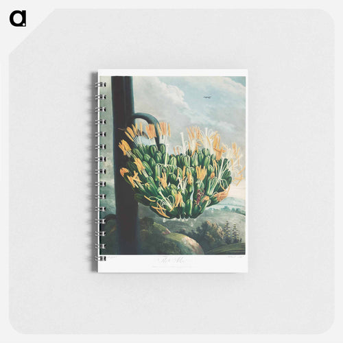The Aloe from The Temple of Flora
 - Robert John Thornton Memo.