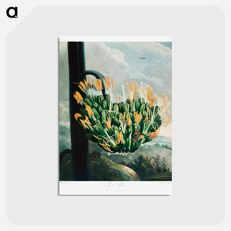 アートポストカード-The Aloe from The Temple of Flora
 - ロバート ジョン ソーントン Postcard.