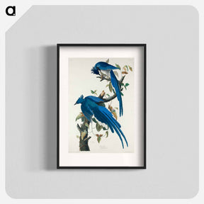 アートポスター-Columbia Jay from Birds of America
 - アメリカの鳥たち Poster.