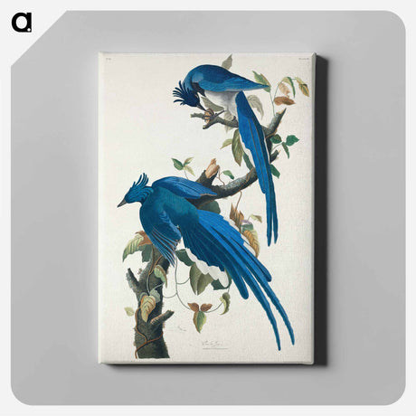 アートパネル-Columbia Jay from Birds of America
 - アメリカの鳥たち Canvas.