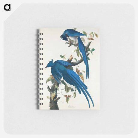 アートメモ帳-Columbia Jay from Birds of America
 - アメリカの鳥たち Memo.