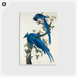 アートポストカード-Columbia Jay from Birds of America
 - アメリカの鳥たち Postcard.