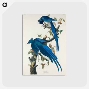 アートポストカード-Columbia Jay from Birds of America
 - アメリカの鳥たち Postcard.