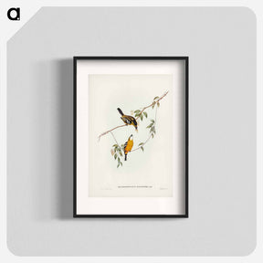 アートポスター-Yellow-breasted Flycatcher
 - オーストラリアの鳥 Poster.