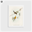 アートポストカード-Yellow-breasted Flycatcher
 - オーストラリアの鳥 Postcard.