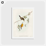 アートポストカード-Yellow-breasted Flycatcher
 - オーストラリアの鳥 Postcard.