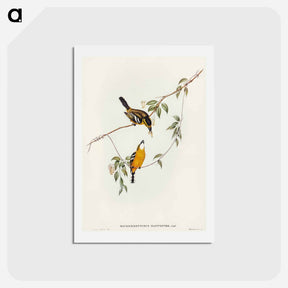 アートポストカード-Yellow-breasted Flycatcher
 - オーストラリアの鳥 Postcard.