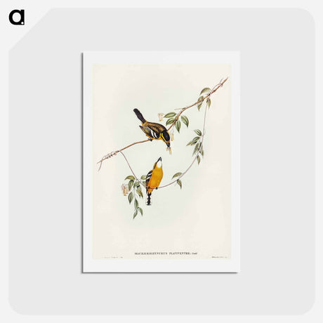 アートポストカード-Yellow-breasted Flycatcher
 - オーストラリアの鳥 Postcard.