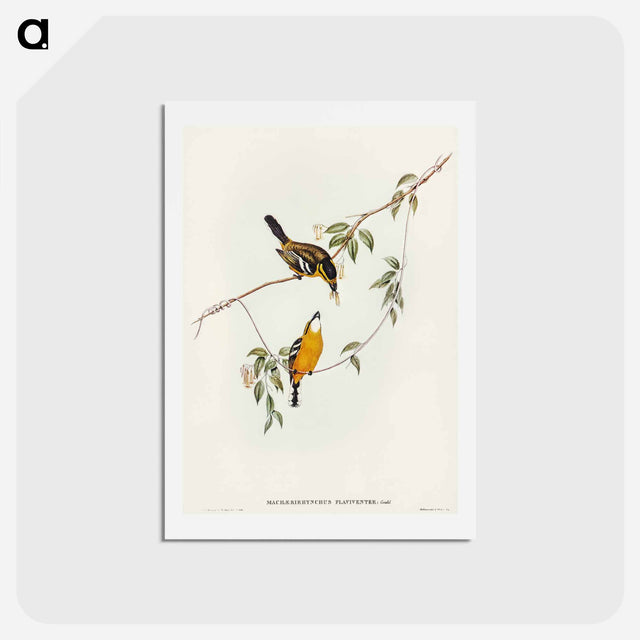 アートポストカード-Yellow-breasted Flycatcher
 - オーストラリアの鳥 Postcard.