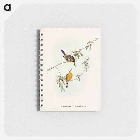 アートメモ帳-Yellow-breasted Flycatcher
 - オーストラリアの鳥 Memo.