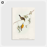 アートポストカード-Yellow-breasted Flycatcher
 - オーストラリアの鳥 Postcard.