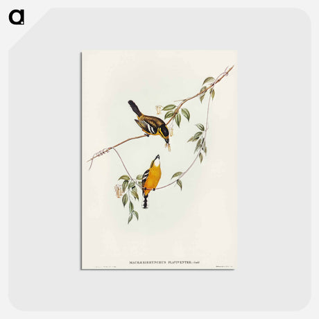 アートポストカード-Yellow-breasted Flycatcher
 - オーストラリアの鳥 Postcard.